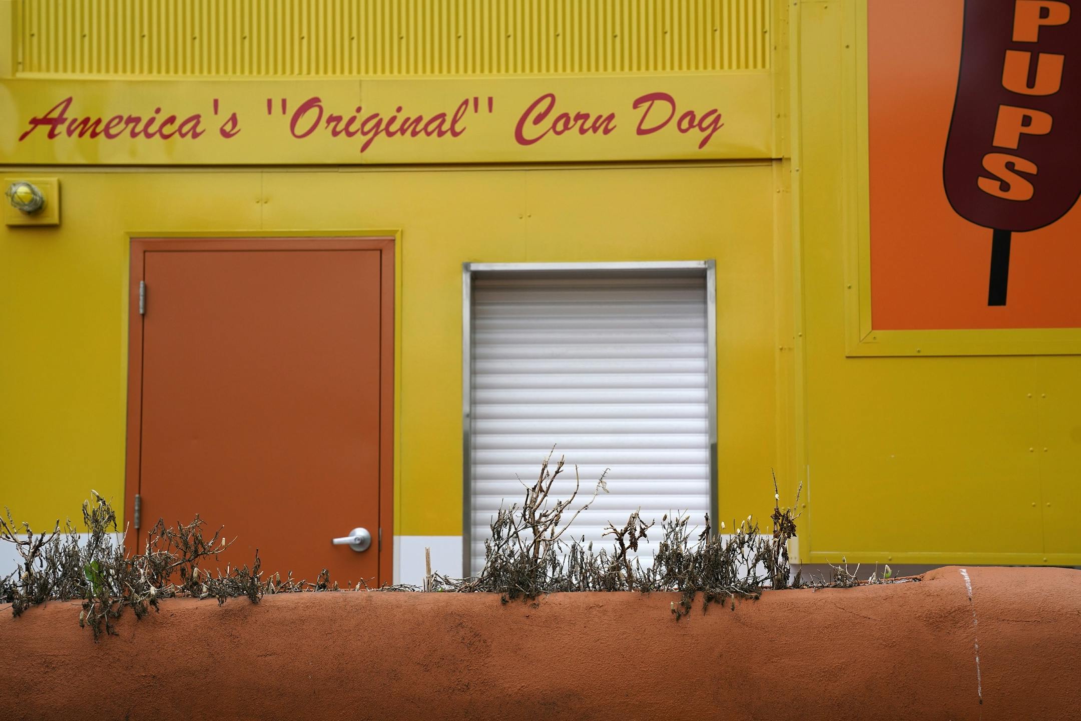 Dried plants sat in a planter shaped like a Pronto Pup Thursday.