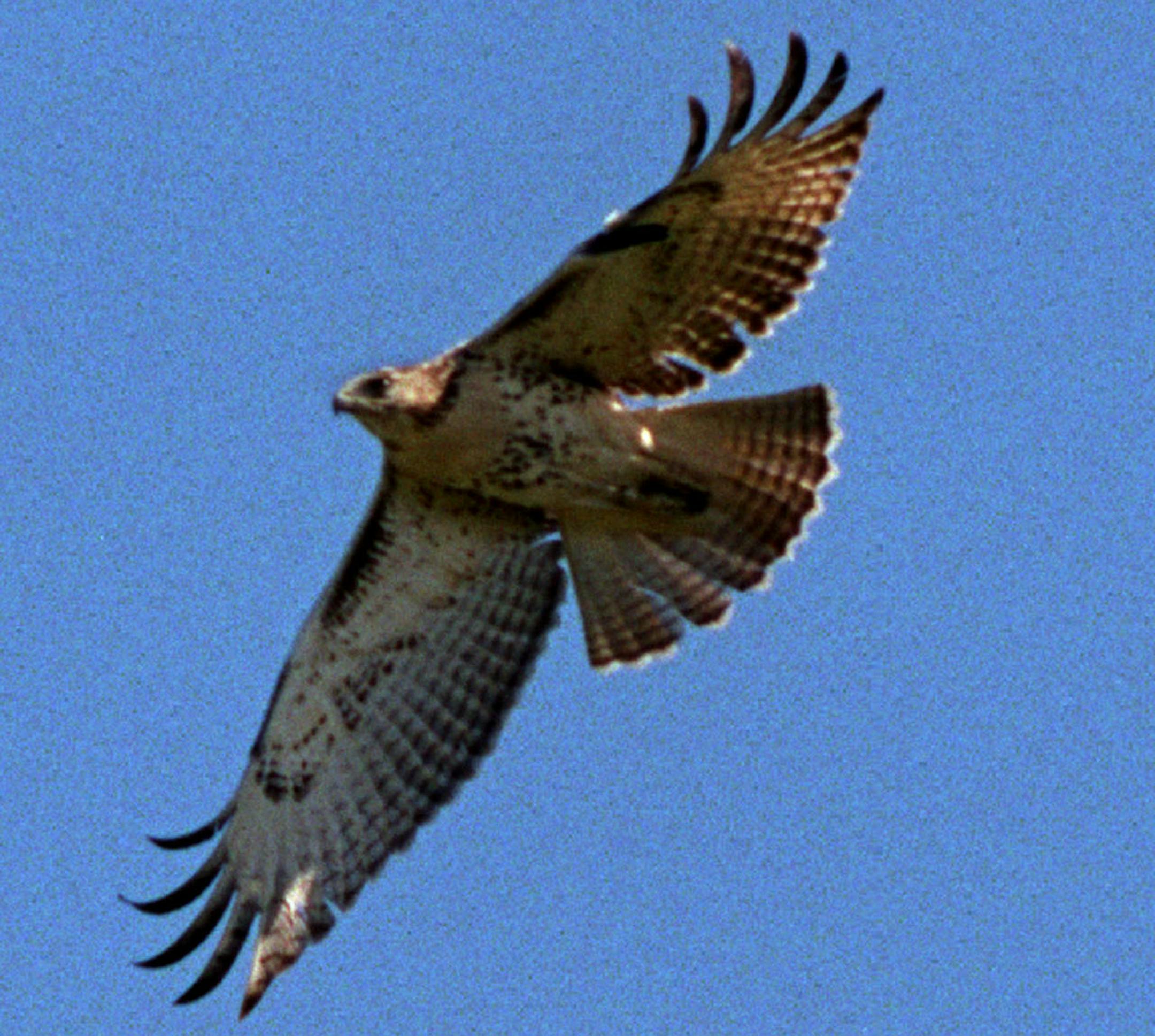 GENERAL INFORMATION: HAWK RIDGE NATURE RESERVE, DULUTH, MN: 9/12/2000: The annual hawk migration over this rocky outcropping overlooking Lake Superior has become one of the birding worldÌs top attractions. IN THIS PHOTO: A young red-tailed hawk soared overhead after a brief stay on the ridge as a captive educational bird. The bird was one of dozens that are banded and released by researchers on a busy miigration day. Only an occasional few are brought out to the ridge to allow visitors a cl