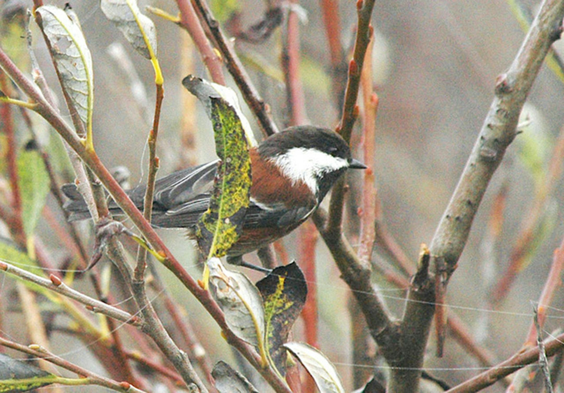 A chestnut backed chickadee perches in a shrub.