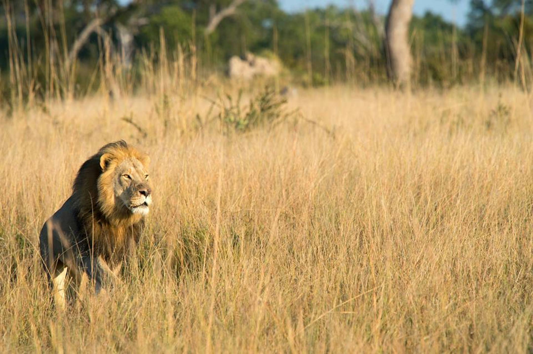 Cecil's son Xanda on the morning of 29 May 2017 outside of Little Makalolo Camp in Hwange Game Reserve, Zimbabwe.