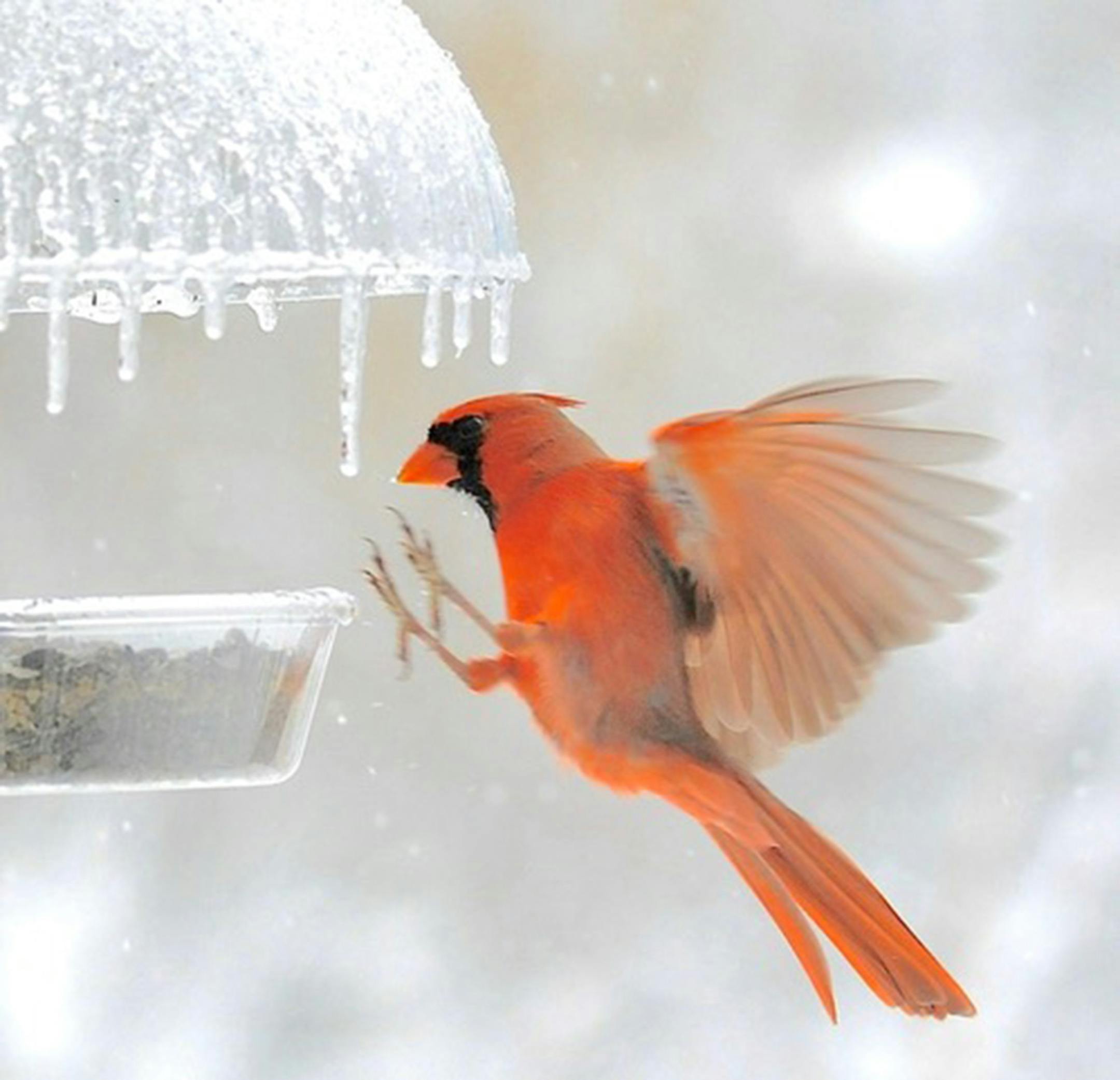 A male Northern cardinal with its feet stretched out preparing to land on a feeder dripping with icicles.