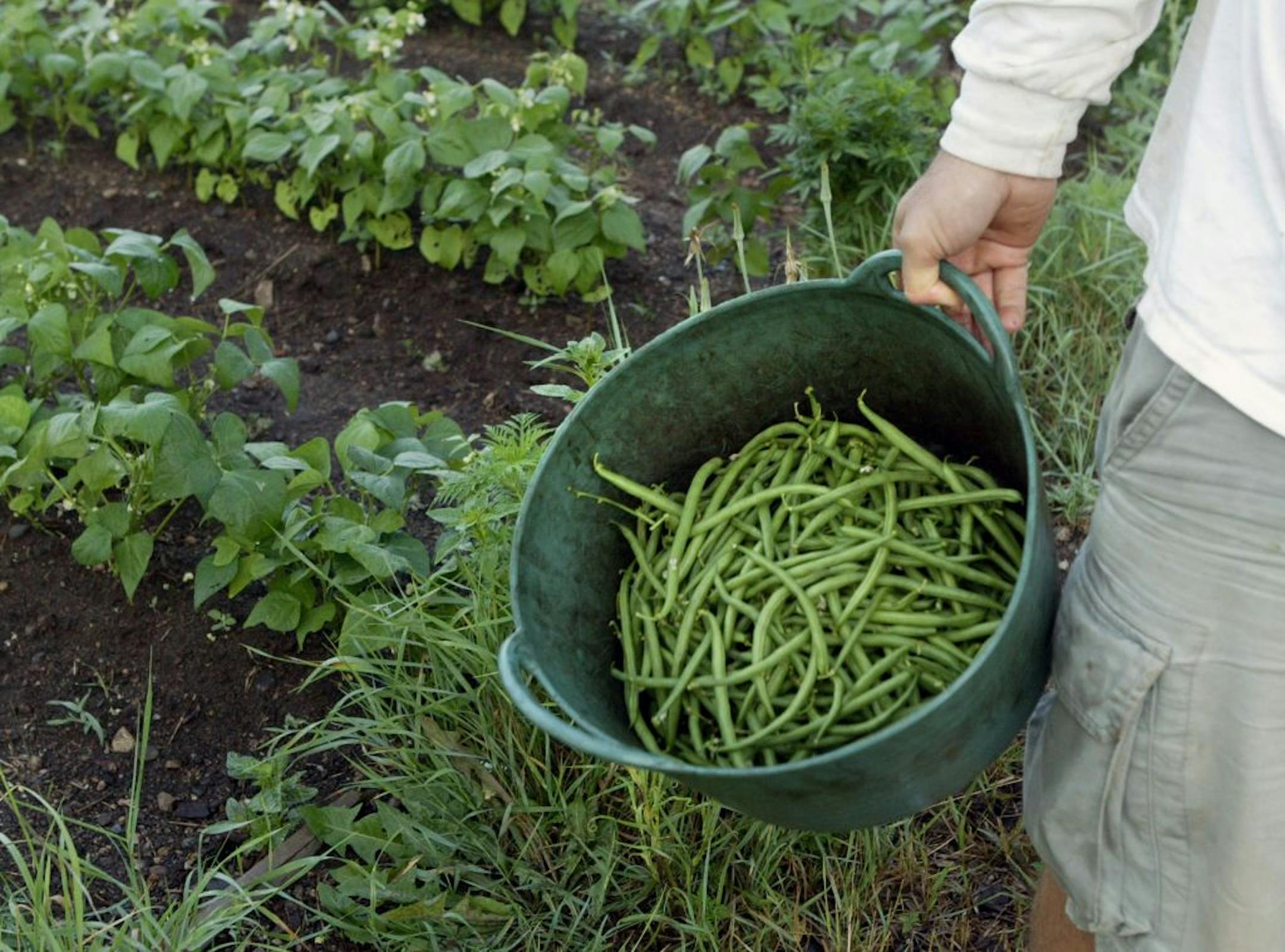 A Taste cover for the Producers Series: Colin Halpenny is a stay-at-home dad who took up organic gardening in the Sabathani Community Garden near his home and now sells his produce at the Northeast Farmers Market. looking for pictures of him in his garden and at his stand at the NE Farmers market, which meets Saturday mornings. His 3-year old son Elliot, who helps and plays in the garden while Colin works. Colin's produce, is a wide range of tomatoes, herbs, root vegetables, greens and other veg