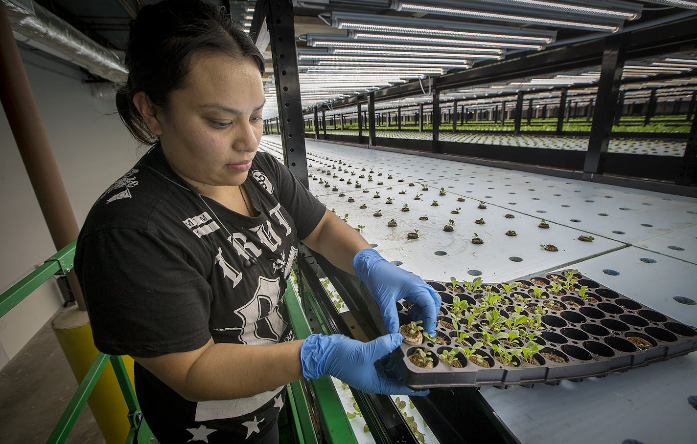 One of Nancy Espinosa's jobs at Urban Organics is placing plants into their pods to continue growing. About 475,000 pounds of organic greens will be produced.