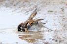 A house sparrow enthusiastically bathes. Birds need water for bathing, to help hold parasites in check, and they need water for hydration, simply to s
