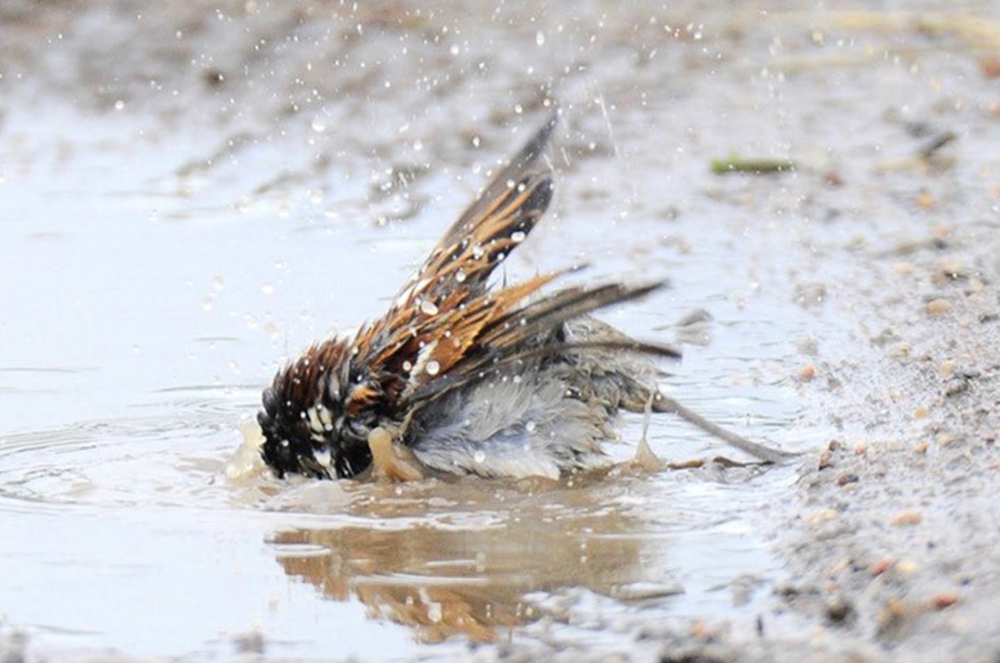 A house sparrow enthusiastically bathes. Birds need water for bathing, to help hold parasites in check, and they need water for hydration, simply to stay alive.
Jim Williams