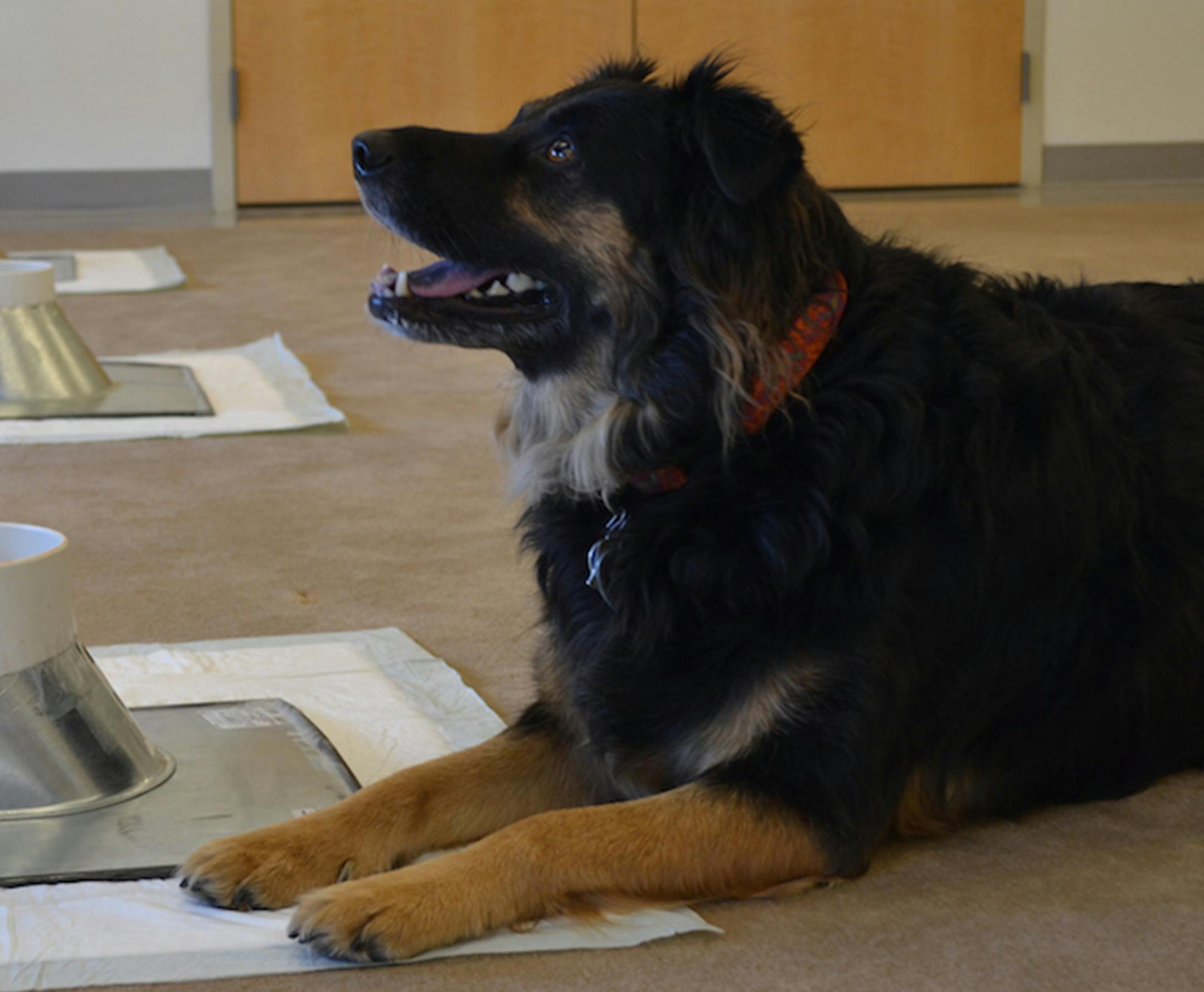Sophie, one of the scent-trained dogs used by researchers at the University of Arkansas for Medical Sciences to help diagnose thyroid cancer. (Univ. of Arkansas for Medical Sciences)