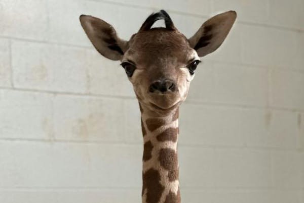 Como Zoo’s newest giraffe was born Monday night to Zinnia, and mother and baby will be away from public view for a few weeks, the zoo said.