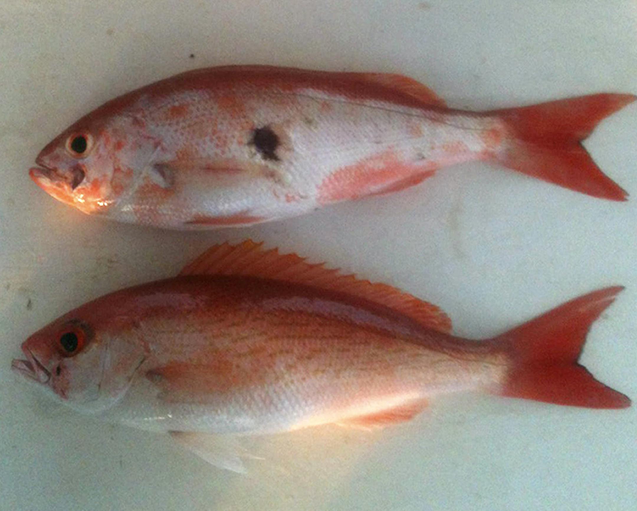 Spill effects: A fish harvested from the Gulf of Mexico with unusual lesions and infections after the 2010 explosion of the Deepwater Horizon rig. The effects are still being felt.