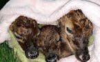 These three newly born fawns were rescued from a northwestern Wisconsin highway after a pregnant doe was hit by a car and killed. Credit: Submitted ph