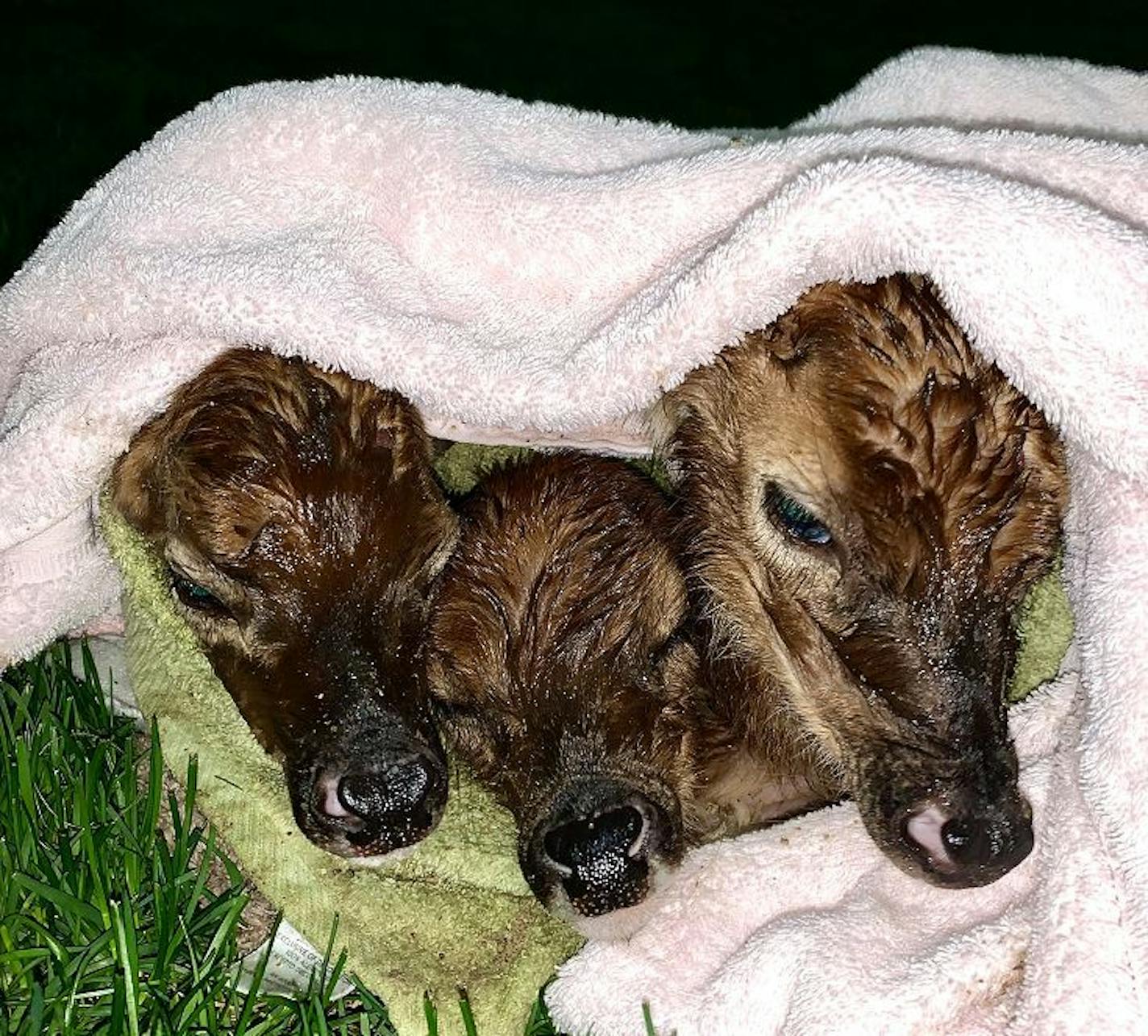 These three newly born fawns were rescued from a northwestern Wisconsin highway after a pregnant doe was hit by a car and killed. Credit: Submitted photo