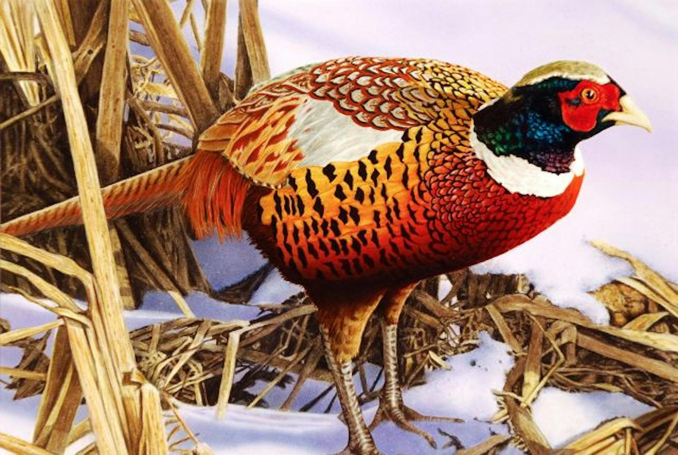 2010 pheasant habitat stamp