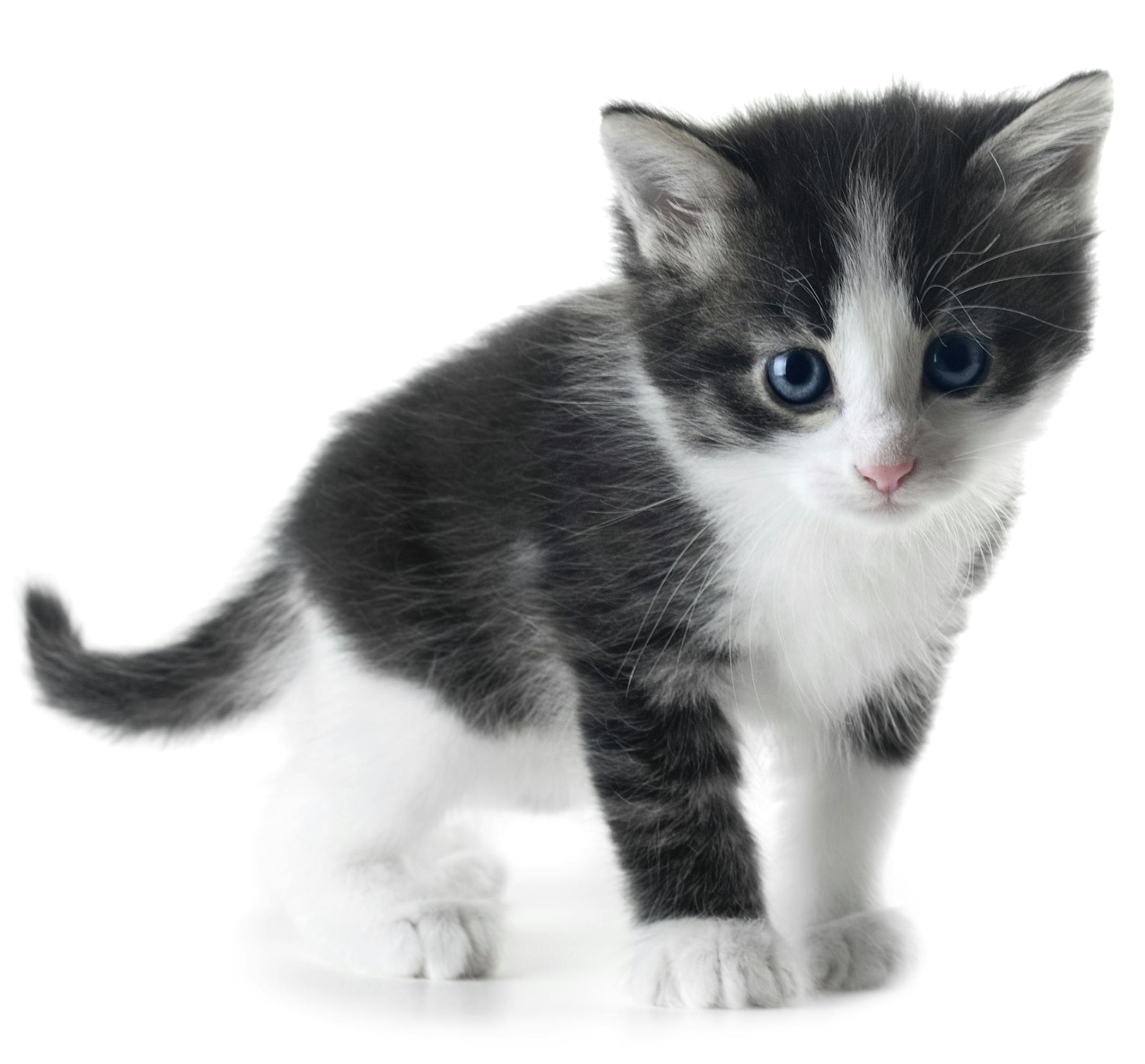 cute little kitten isolated over white shallow dof