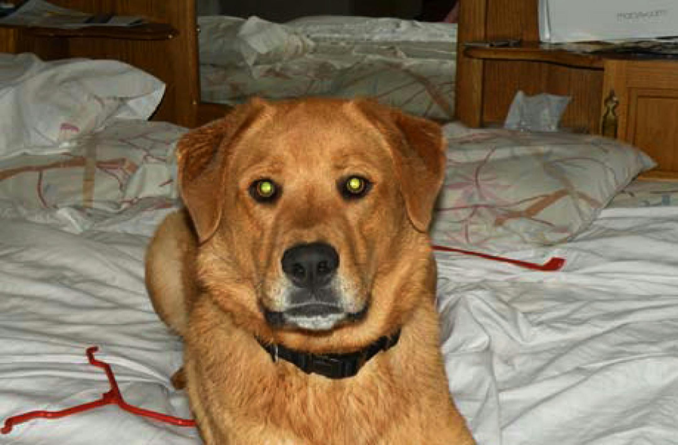 Time appears to be short for Brody, a Lino Lakes mixed breed dog. The Minnesota Supreme Court overturned the Appeals Court Wednesday, ruling that Lino Lakes was right to decide to destroy him for being dangerous.