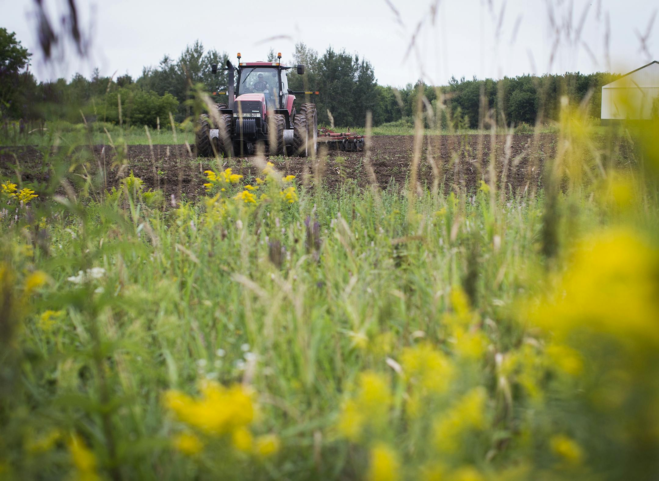 Keith Johnson, plowed a field for cover crop on rented land near his farm in Centre City, Minn., on Wednesday, August 21, 2014. He lets the outskirts of many of his fields grow wild with flowers and many native plants. ] RENEE JONES SCHNEIDER ¬• reneejones@startribune.com ORG XMIT: MIN1408252118218391
