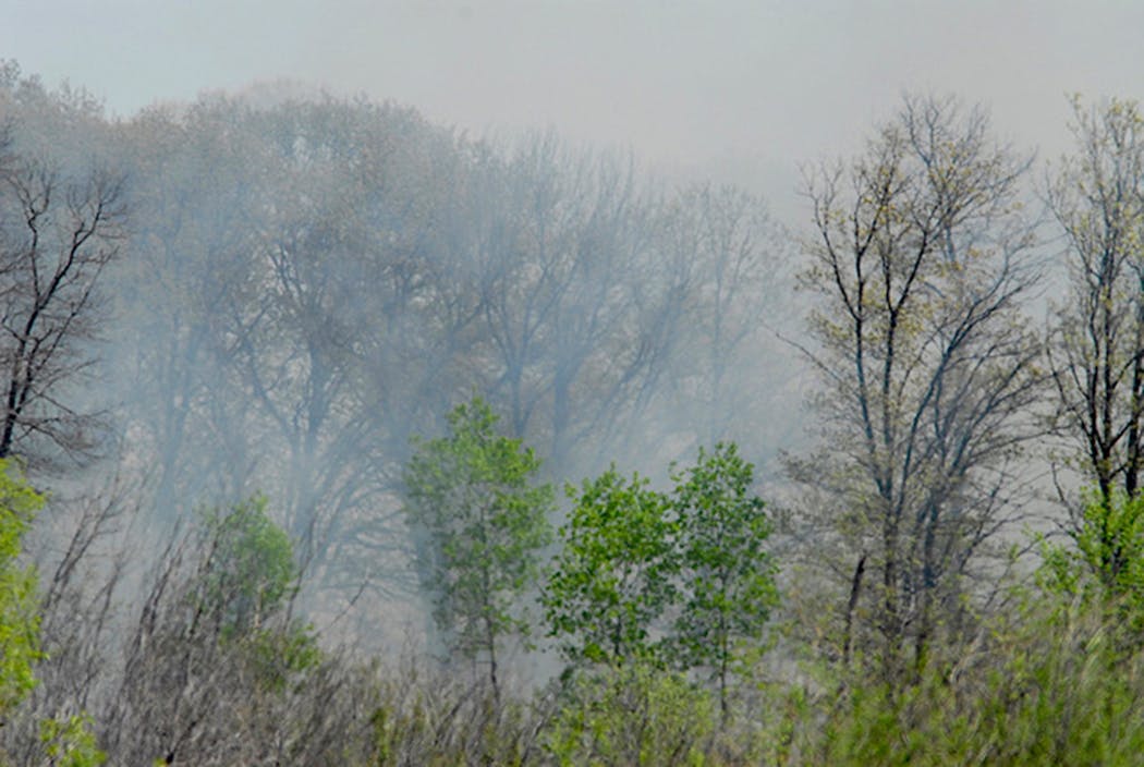 Smoke from wildfires affects wildlife.