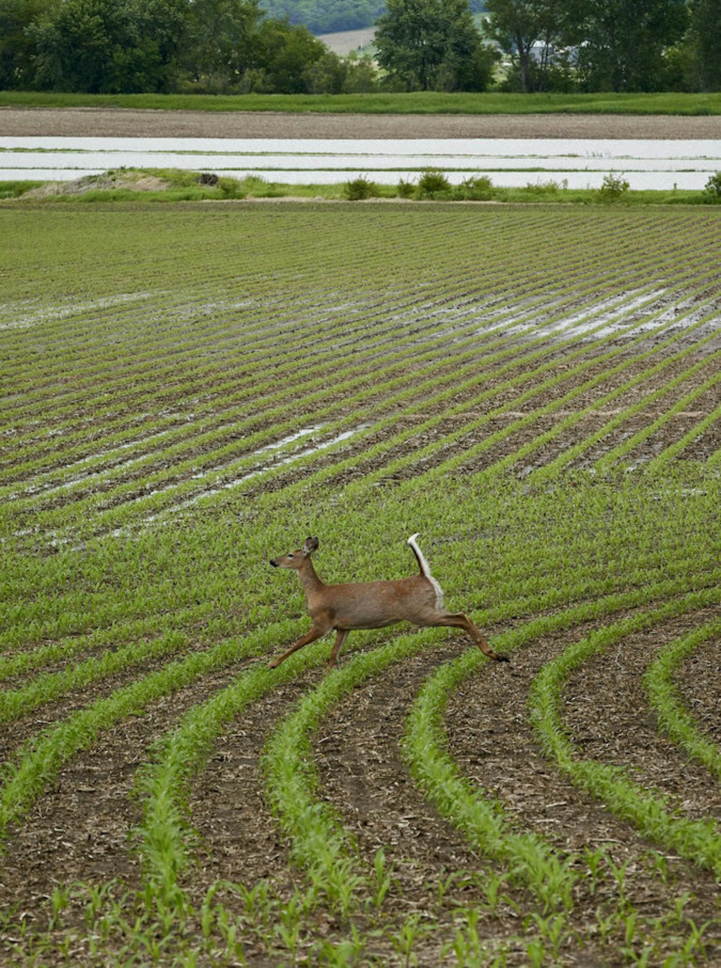 In this May 29, 2019 photo, a deer is seen in a field which is partially flooded near Anderson, Iowa. Thousands of Midwest farmers are trying to make decisions as they endure a spring like no other. It started with a continuation of poor prices for corn and soybeans that fell even further as tariffs imposed by the U.S. and China ratcheted higher. Next came flooding from melting snow followed by day after day of torrential rains that made planting impossible or flooded fields where plants were ju