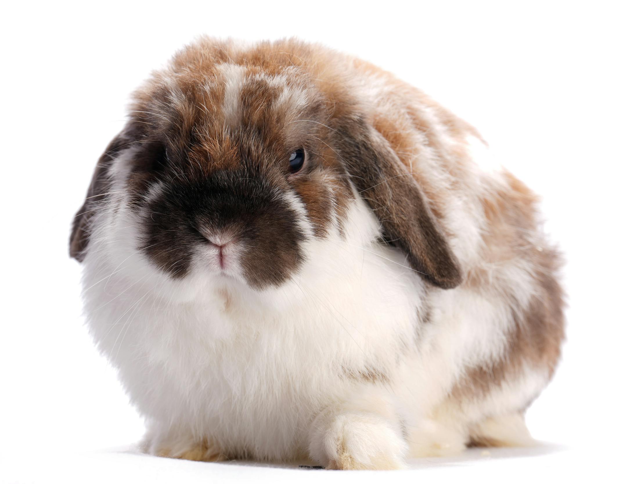 A Holland lop shown by Finn Dutton of Hudson, Wis.