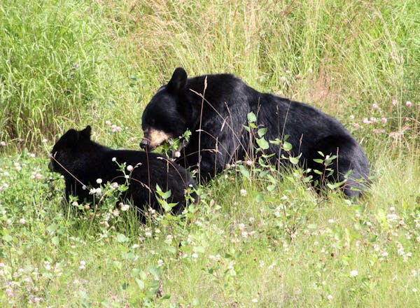 A black bear and cub.