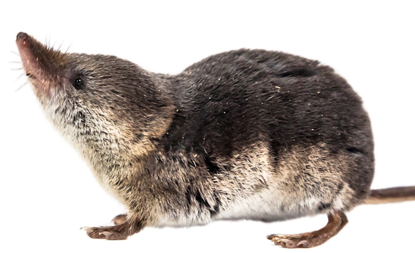 Cute Common shrew (Sorex araneus). Shrews are among the most primitive animals on planet earth. All modern mammals descend from these early insectivores