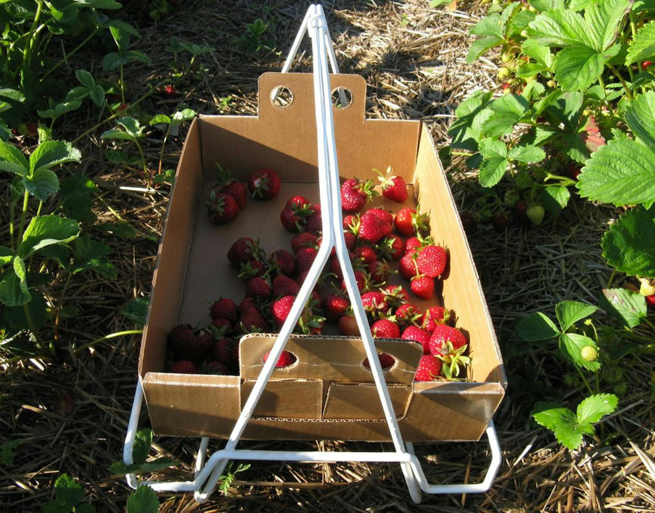 Make good use of the berries you pick.