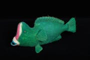 The bumphead parrotfish creates a transparent "sleeping bag" of excreted mucus every night.