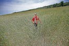 Peggy Jo Dunnette made her way through a wheat field that is a controversial proposed gravel mine site in rural Jordan, Wednesday, June 8, 2016. The m