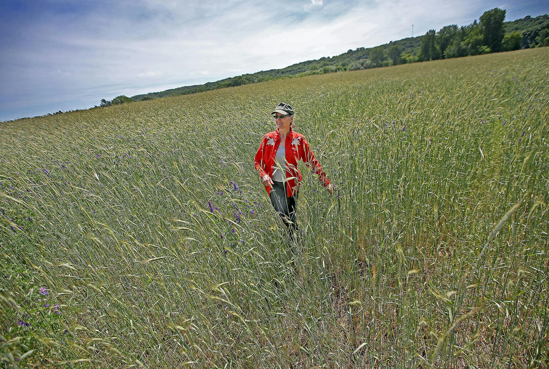 Peggy Jo Dunnette made her way through a wheat field that is a controversial proposed gravel mine site in rural Jordan, Wednesday, June 8, 2016. The mine is one step closer to happening since the Minnesota Pollution Control Agency approved a permit to move forward in late April. Neighbors of the proposed mine say they are concerned about water quality because a DNR report found the land there is very susceptible to contamination. ] (ELIZABETH FLORES/STAR TRIBUNE) ELIZABETH FLORES • eflore