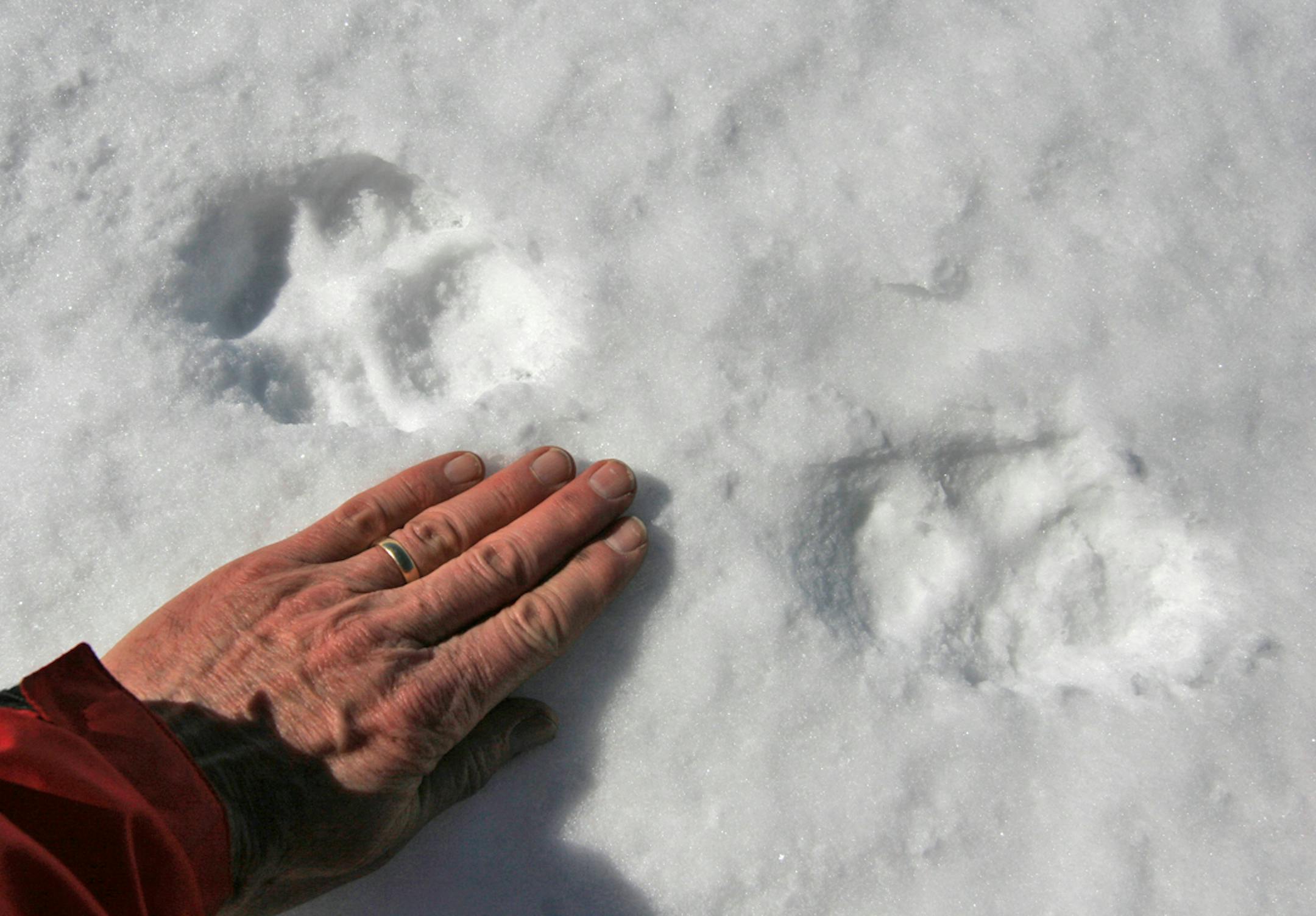 Wolf tracks in the BWCA.