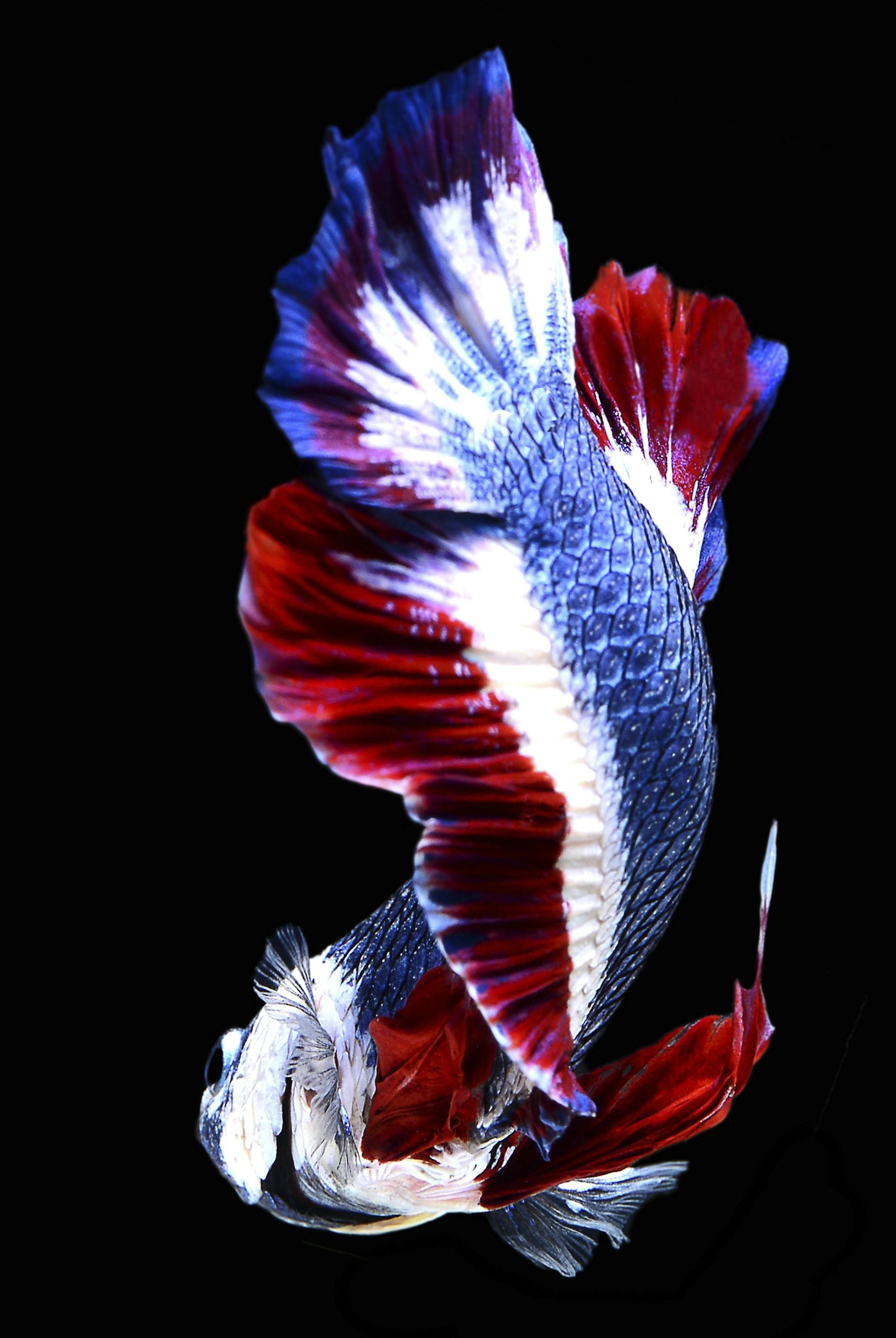 In this Nov. 17, 2016, photo, a Siamese fighting fish with colors resembling the Thai national flag swims in a fish tank in Nakhon Pathom, Thailand. Pictures of the fish's blue, red and white horizontal stripes went viral upon being posted on a private Betta fish auction group on Facebook since its colors closely resembled the Thai flag and sold for a record breaking 53,500 baht ($1,528), making it the most expensive Betta fish to ever be sold. (Chuchat Lekdeangyu/Shutter Prince via AP)