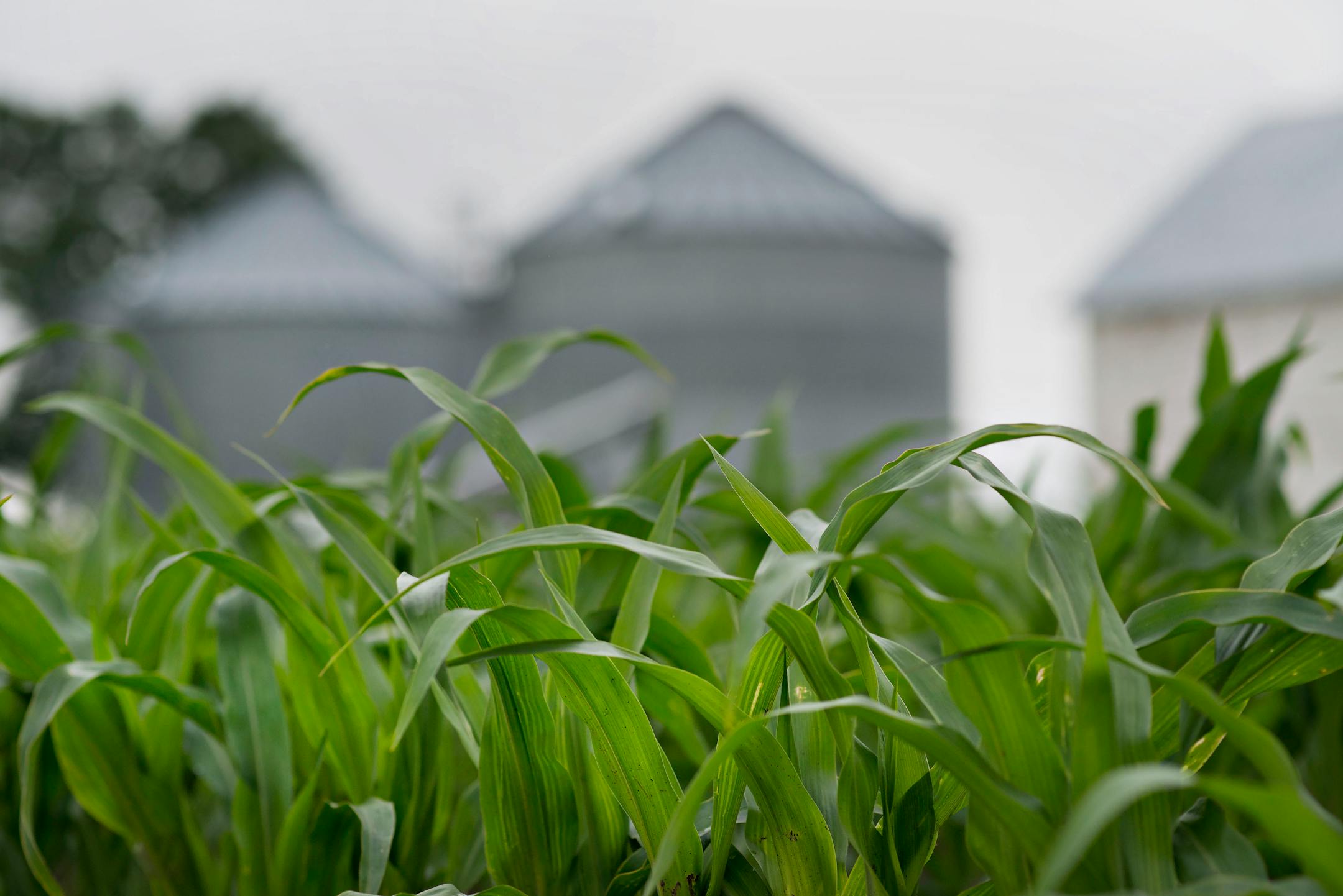 Corn grows in a field near Malden, Illinois, U.S., on Wednesday, June 4, 2014. U.S. soybean and corn inventories before the 2015 harvest will be less than the government forecast in May, while wheat reserves rise, according to a survey of as many as 27 analysts and trading firms by Bloomberg News. Photographer: Daniel Acker/Bloomberg