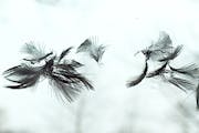 Bird feathers left by window collision.