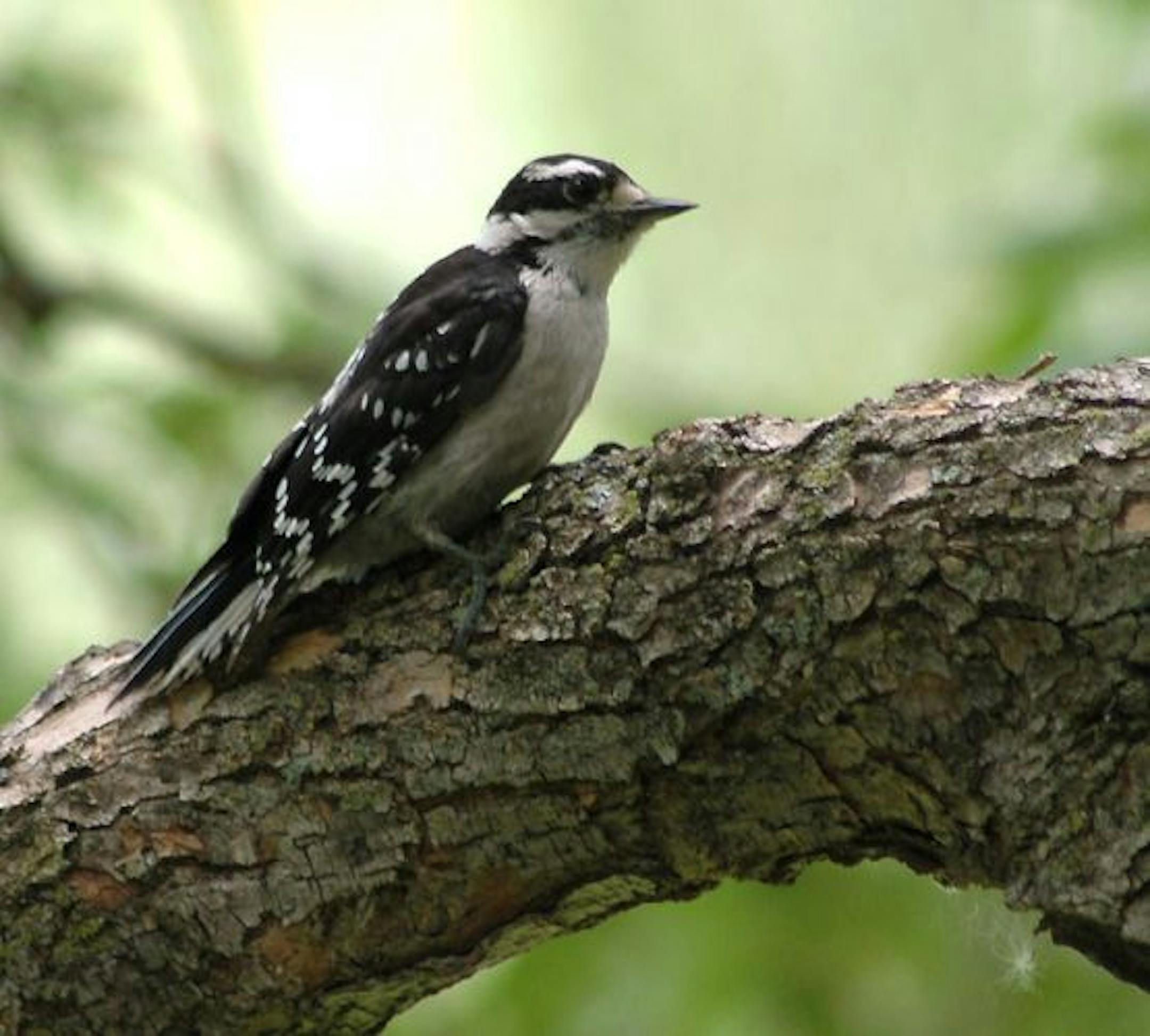Downy woodpecker juvenile