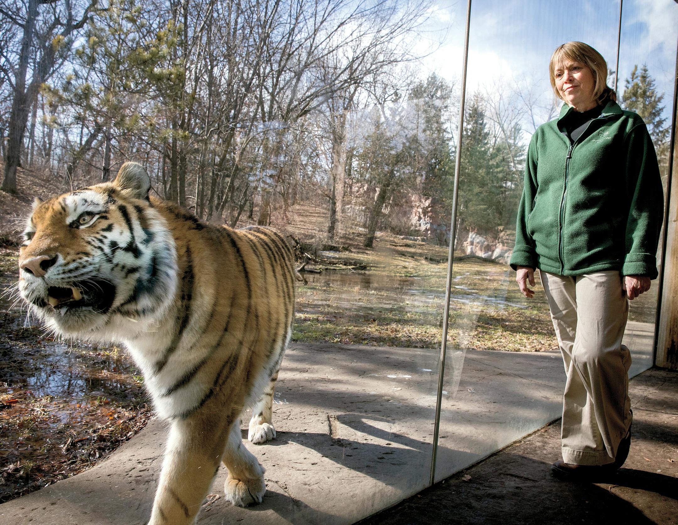 Diana Weinhardt has a soft spot for Sundari, an Amur tiger she’s cared for since it was a cub.