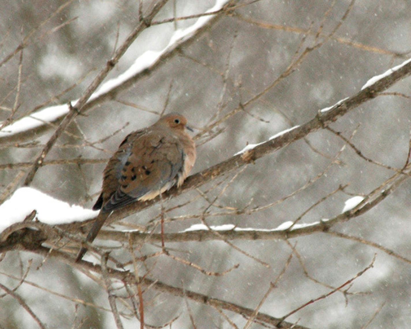 Mourning doves can survive our winters. Jim Williams photo