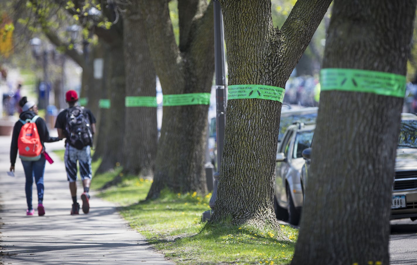 Bands mark ash trees along Grand Avenue east of Fairview in St. Paul.