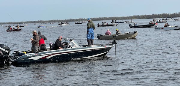Walleye limits were common during opening weekend on Upper Red Lake.