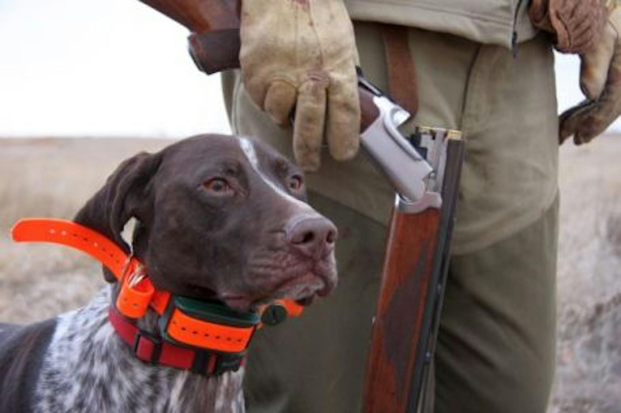 I've pretty much given up deer hunting, so I can keep bird hunting with my pup in the fall.