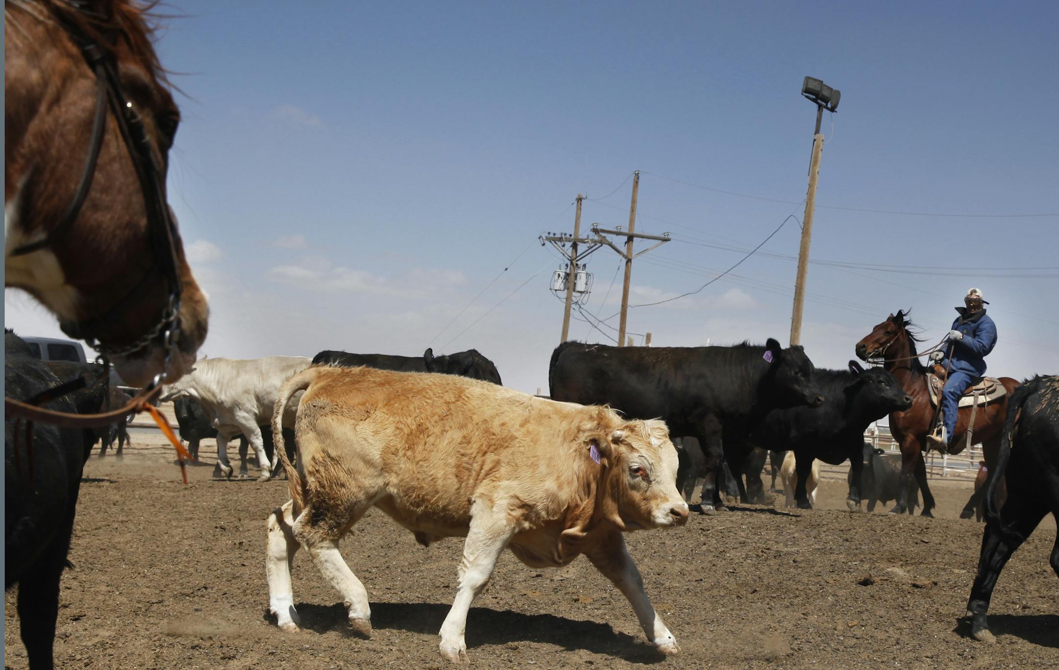 Drought across the southwestern United States has forced ranchers to trim their herds, resulting in few cattle headed to feedlots and packing plants.