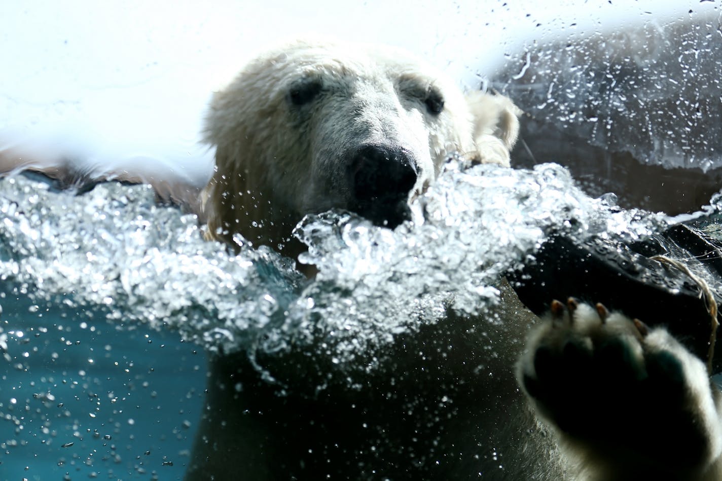 One of two new 2-year-old twin polar bears, Suka or Sakari, swims inside the Polar Bear Odyssey display at the Como Park Zoo and Conservatory on Tuesday, September 23, 2014.