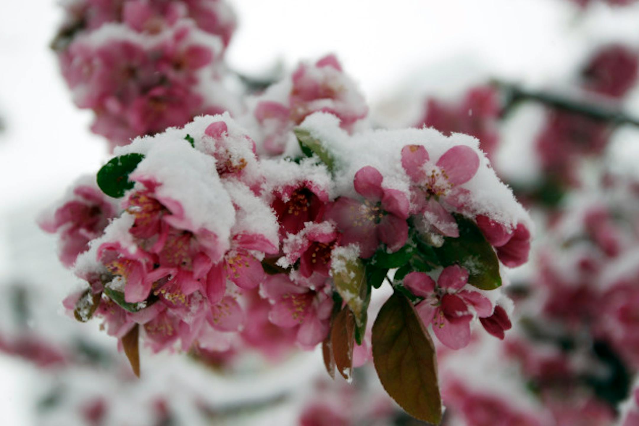 Snow covers the blossoms on a crab apple tree in Denver after a spring storm swept over Colorado's Front Range communities on Tuesday, April 3, 2012. Forecasters predict that the storm may leave up to eight inches of snow in some parts of the region before moving out on Wednesday.  (AP Photo/David Zalubowski)