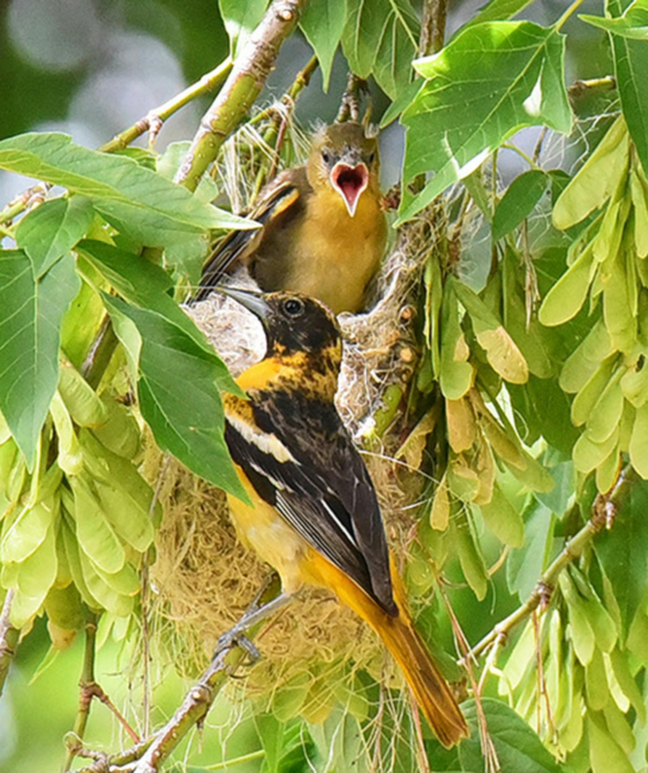 "Feed me," a young oriole screeches to its mother. Photo by Jim Williams