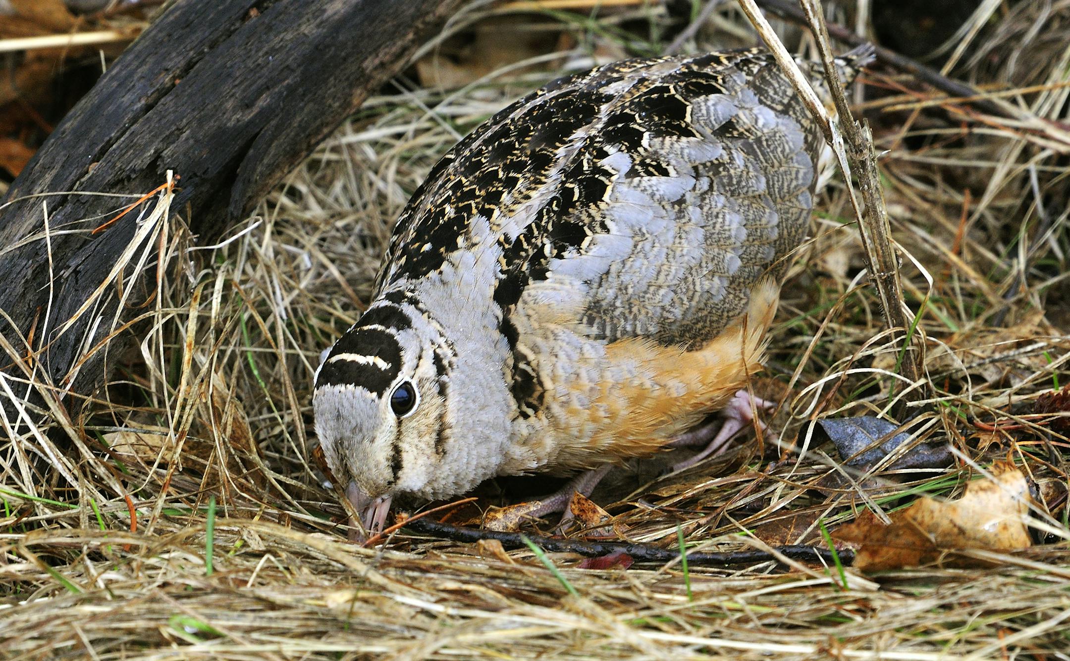 A woodcock, well-camouflaged against the forest floor, uses its long bill to probe for earthworms, its primary food. In Minnesota, the fall woodcock migration peaks in mid-October.
