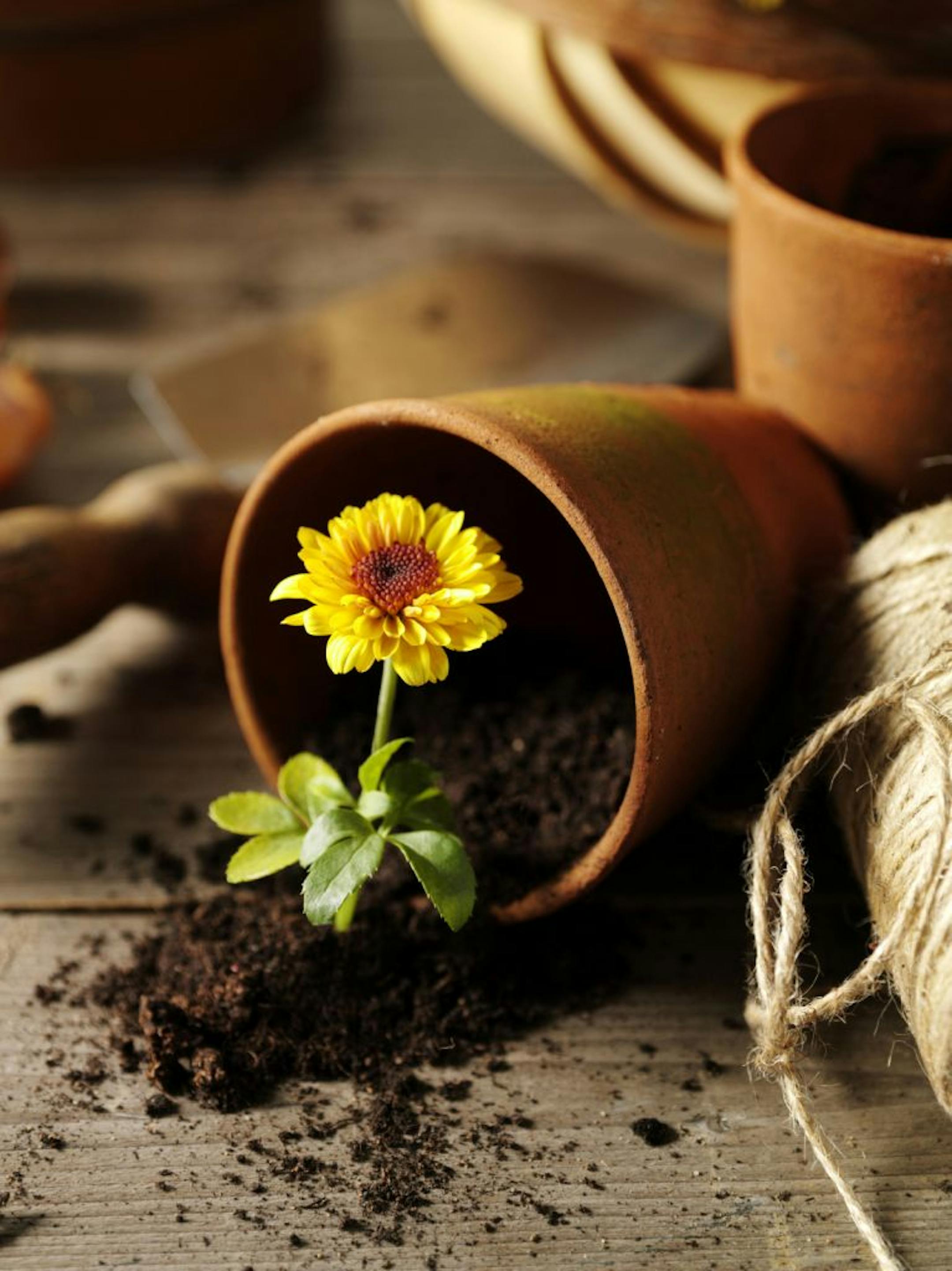 Terra cotta pots with a single yellow flower.