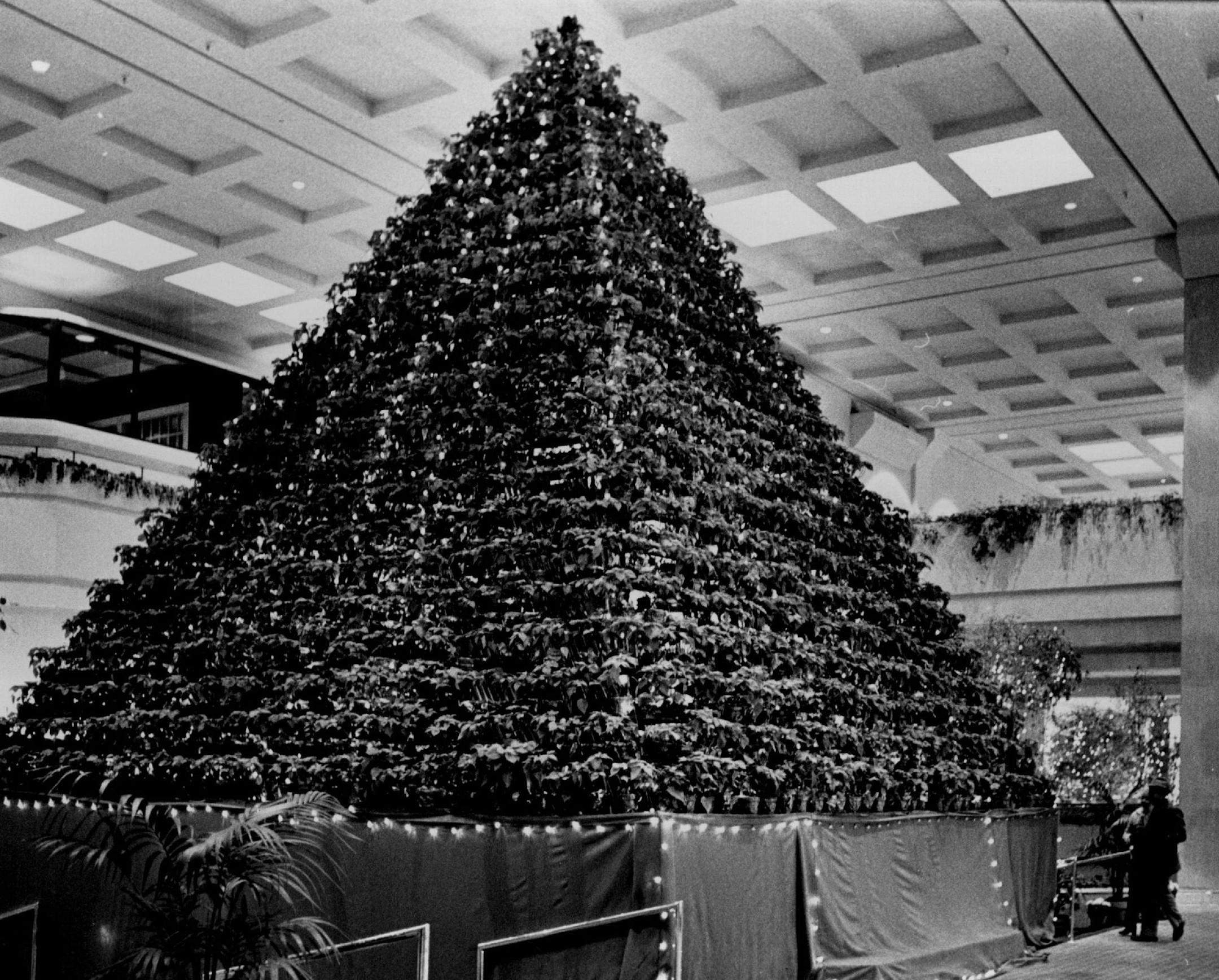 December 25, 1981 Poinsettia pyramid -- It took about a dozen people more than two days to set up the 2,200 poinsettia plants in the 32-foot- high Christmas tree pyramid dominating the lobby of the Hyatt Regency Hotel, 13th Street and NicolÂ­let Mall, Minneapolis. â€œWe were supposed to start at midnight and end at 8 A.M.,â€ said Wendy WhitÂ­aker, one of the Butterfieldâ€™s flower shop employÂ­ees who worked on