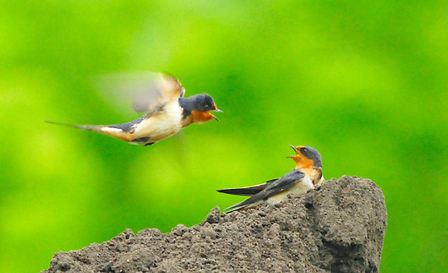 A pair of barn swallows prepare to mate, then maybe nest.