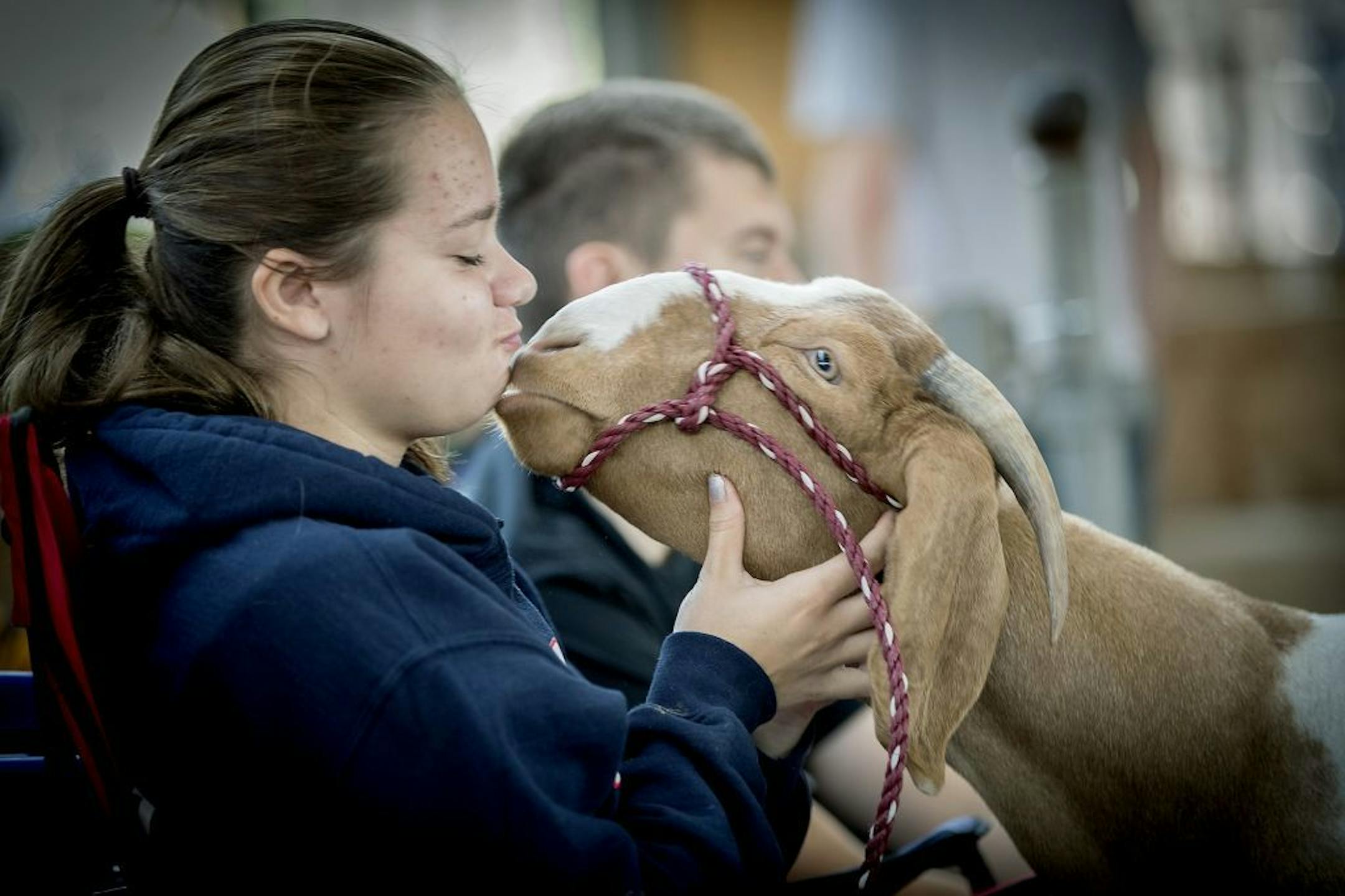 Carissa Kleinwort, from the Triton FFA, received a kiss from her goat "Tally" on the last day of the Minnesota State Fair, Monday, September 4, 2017 in Falcon Heights, MN.