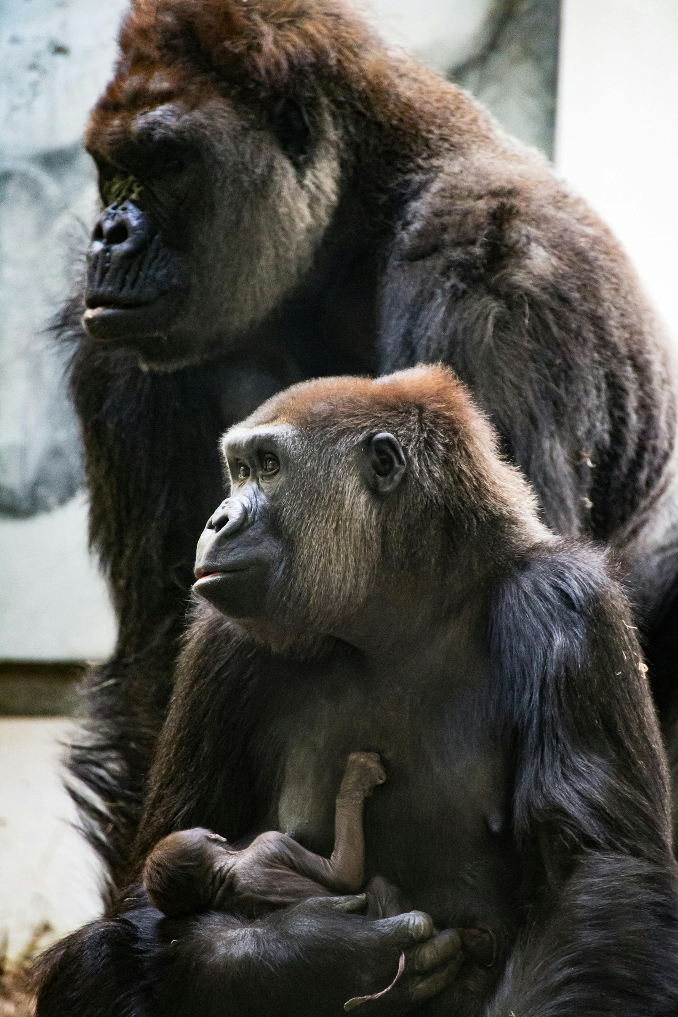 MUST CREDIT: Como Park Zoo & Conservatory. Como Zoo is thrilled to announce the addition of a baby western lowland gorilla to its troop. The baby female gorilla was born behind the scenes in the early hours of Wednesday, October 18, 2017, inside the Gorilla Forest exhibit dayroom to mother Alice. With Alice and the new baby is father Schroeder.