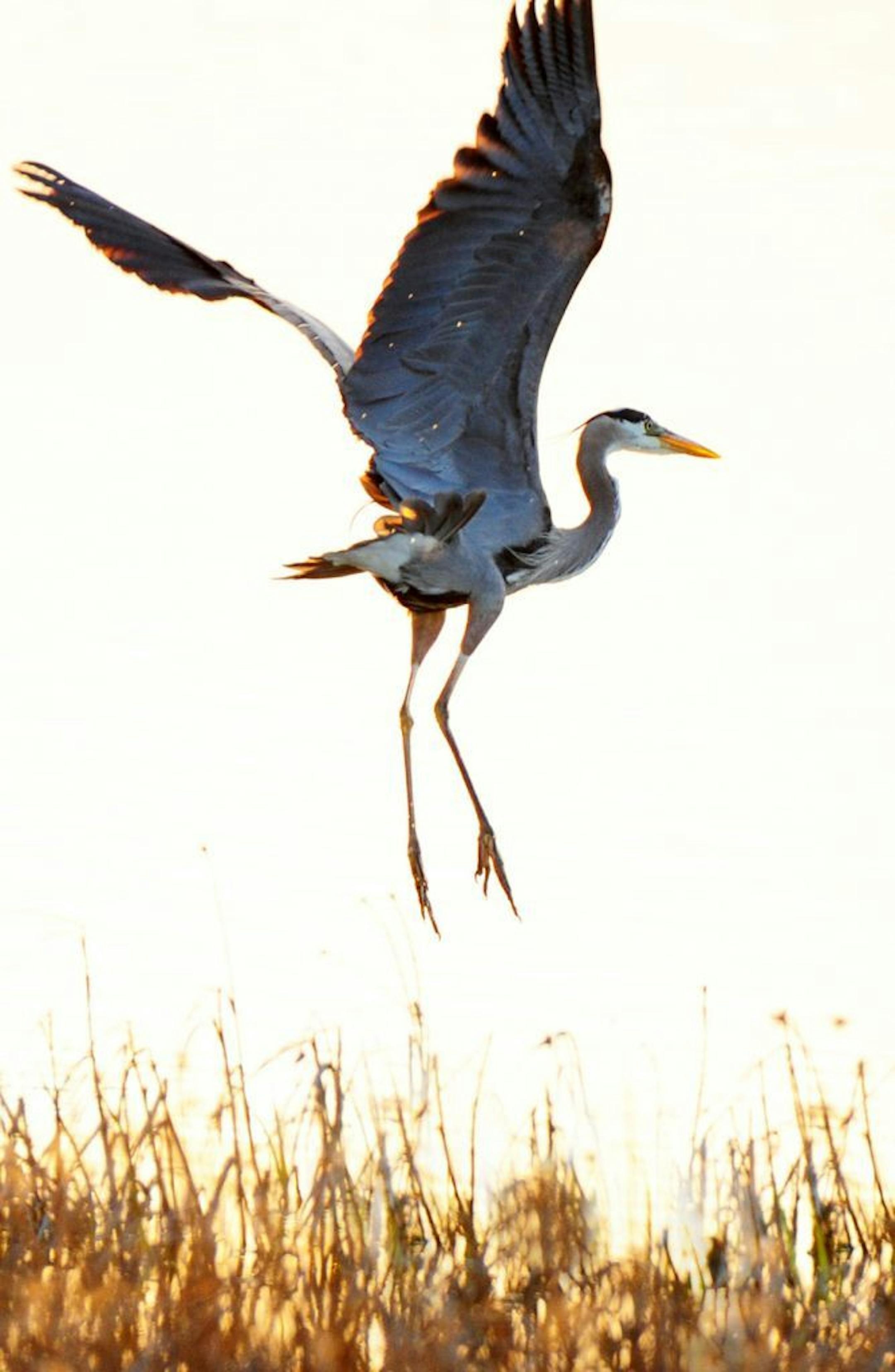Long in legs, wings, neck and beak, great blue herons are masterful hunters.