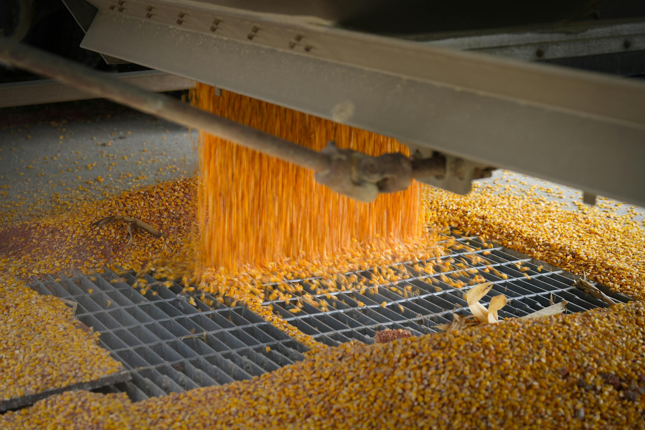 Ben Johnson drops a load of harvested corn for storage on his property during the 2025 harvest.
Wednesday October 22, 2025 

Glen Stubbe for The Minnesota Star Tribune