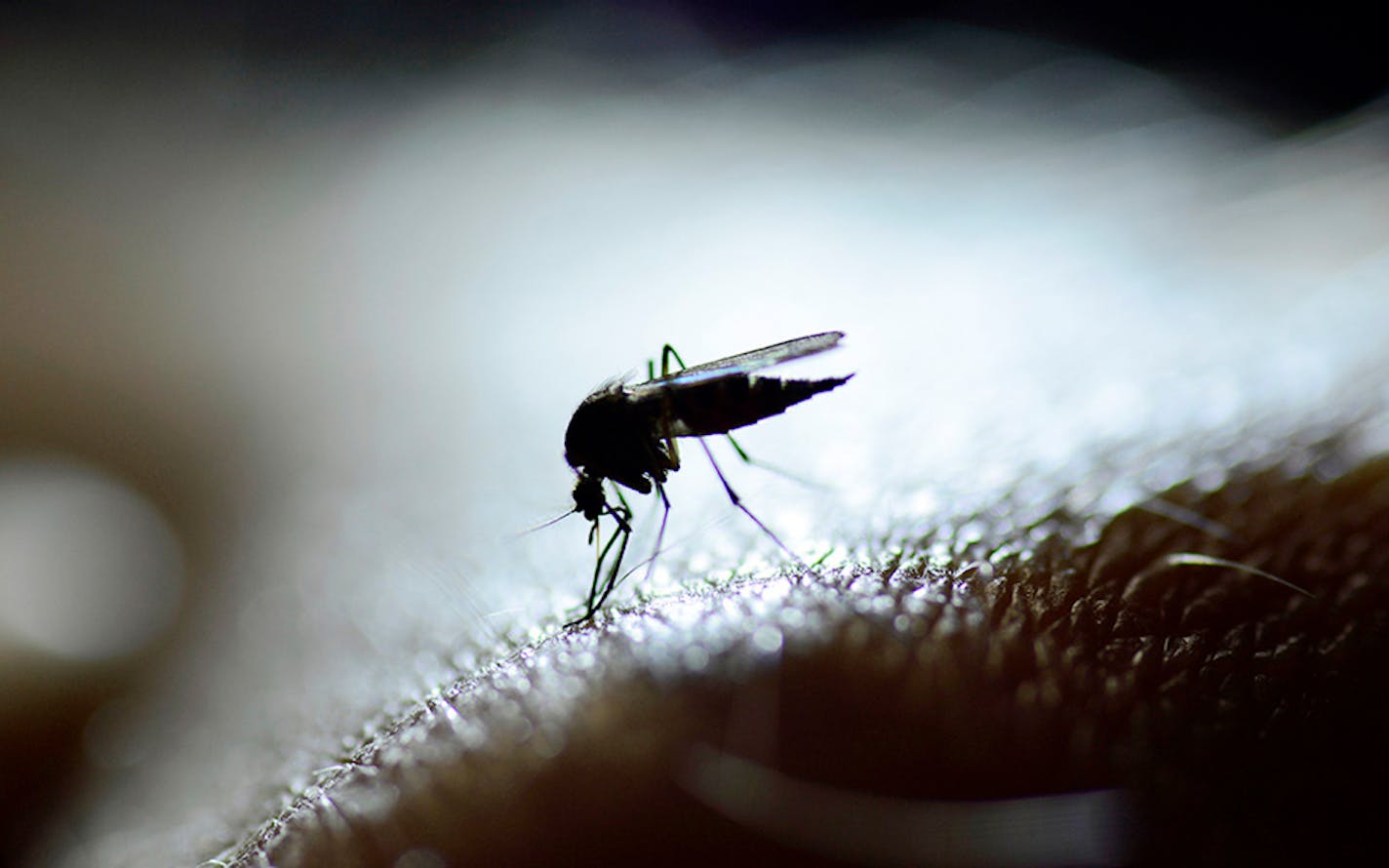 A mosquito in close-up.